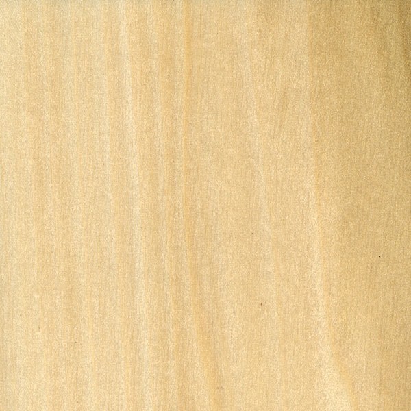 Poplar
